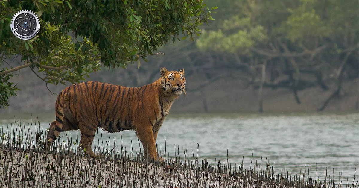 Sundarbans